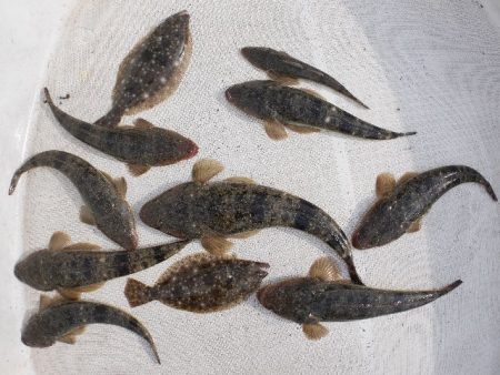 TOPGUN名古屋 釣果