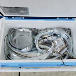 遊漁船　ニライカナイ 釣果