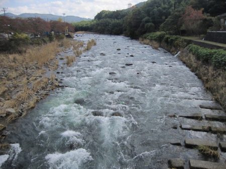 狩野川(狩野川漁業協同組合) 釣果