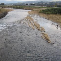 狩野川(狩野川漁業協同組合) 釣果