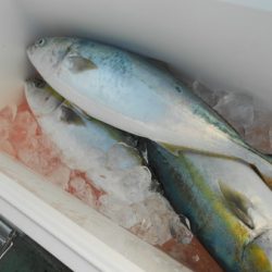 こうゆう丸 釣果