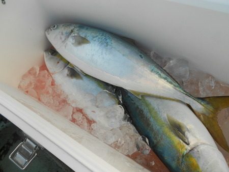 こうゆう丸 釣果