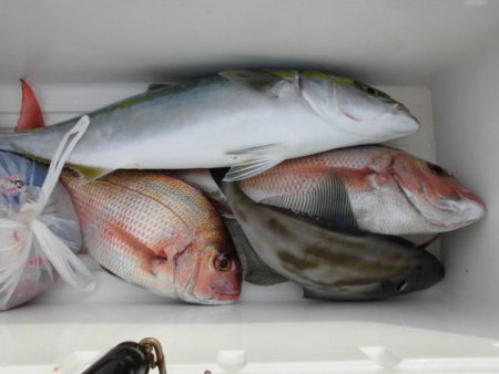 大進丸（新潟） 釣果