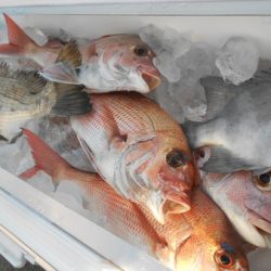 こうゆう丸 釣果