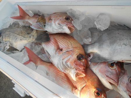 こうゆう丸 釣果