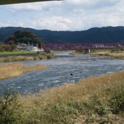 狩野川(狩野川漁業協同組合) 釣果