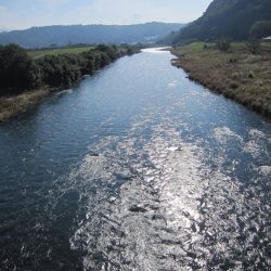 狩野川(狩野川漁業協同組合) 釣果