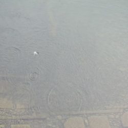 狩野川(狩野川漁業協同組合) 釣果