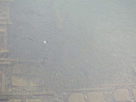 狩野川(狩野川漁業協同組合) 釣果