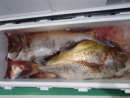 第二むつ漁丸 釣果