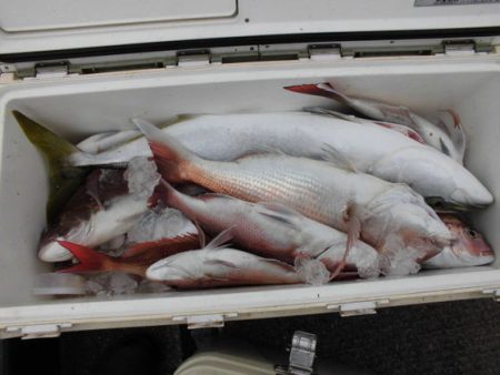 大進丸（新潟） 釣果