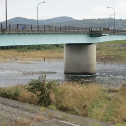 狩野川(狩野川漁業協同組合) 釣果