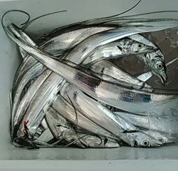 フィッシングガイド りょう 釣果