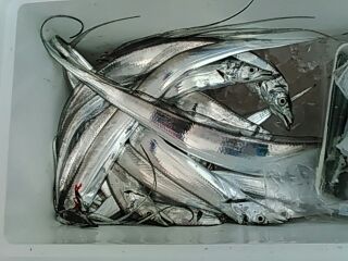 フィッシングガイド りょう 釣果