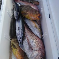 遊漁船 新鋭丸 釣果