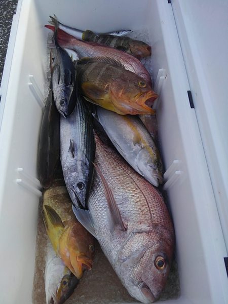 遊漁船 新鋭丸 釣果