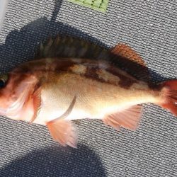 へいみつ丸 釣果