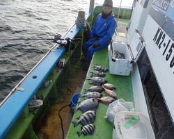 久里浜黒川本家 釣果