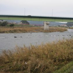 狩野川(狩野川漁業協同組合) 釣果