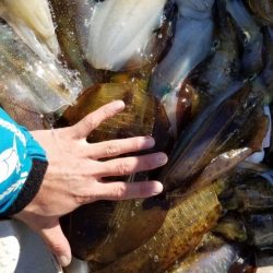 Magic(マジック) 釣果