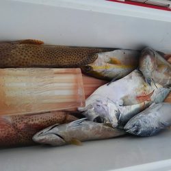 遊漁船 新鋭丸 釣果