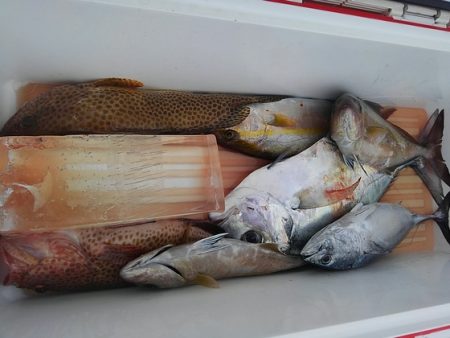 遊漁船 新鋭丸 釣果