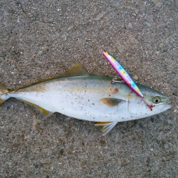 青物のミノーイング