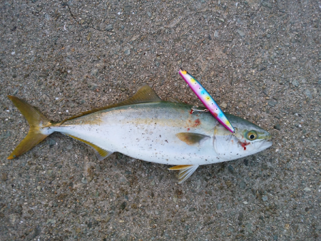 青物のミノーイング