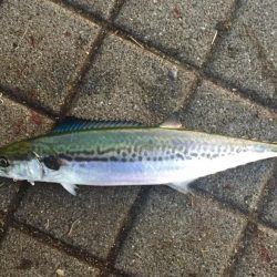 初のハマチゲット\(^o^)/