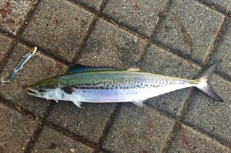 初のハマチゲット\(^o^)/