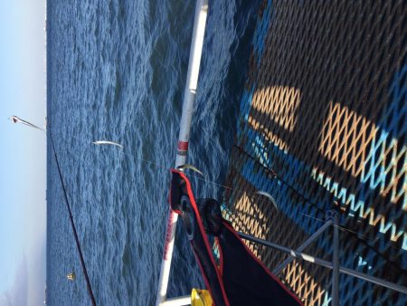 カタクチイワシ