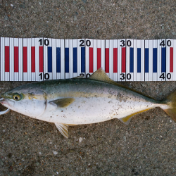 青物のミノーイング