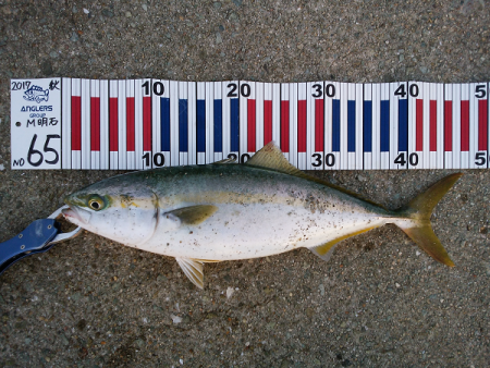 青物のミノーイング