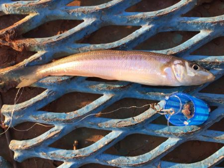 カタクチイワシ