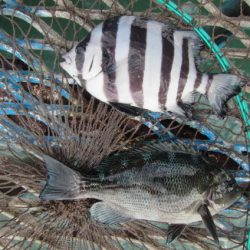 オリジナルメーカー海づり公園(市原市海づり施設) 釣果