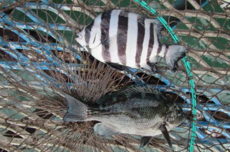オリジナルメーカー海づり公園(市原市海づり施設) 釣果