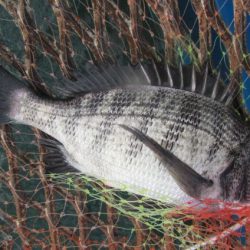 オリジナルメーカー海づり公園(市原市海づり施設) 釣果