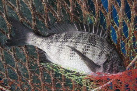 オリジナルメーカー海づり公園(市原市海づり施設) 釣果