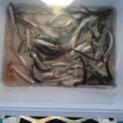 オリジナルメーカー海づり公園(市原市海づり施設) 釣果