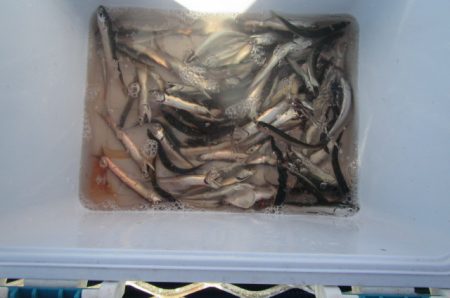 オリジナルメーカー海づり公園(市原市海づり施設) 釣果