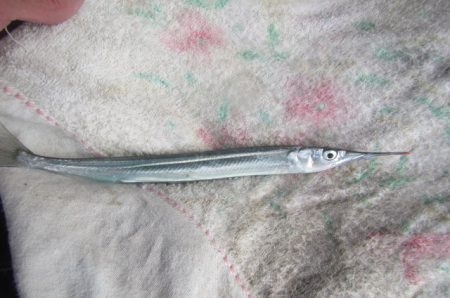 オリジナルメーカー海づり公園(市原市海づり施設) 釣果