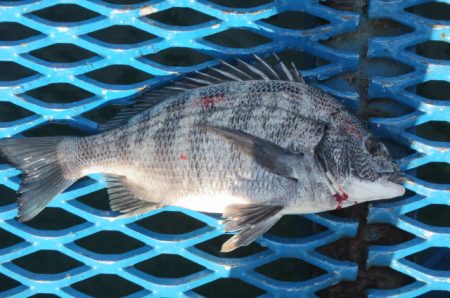 オリジナルメーカー海づり公園(市原市海づり施設) 釣果