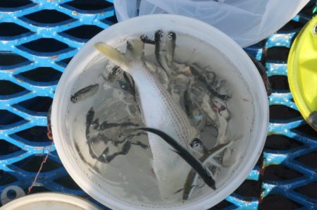 オリジナルメーカー海づり公園(市原市海づり施設) 釣果