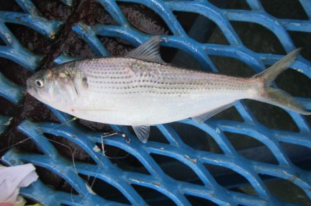 オリジナルメーカー海づり公園(市原市海づり施設) 釣果