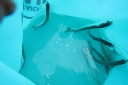 オリジナルメーカー海づり公園(市原市海づり施設) 釣果