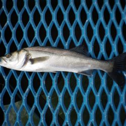 オリジナルメーカー海づり公園(市原市海づり施設) 釣果