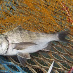 オリジナルメーカー海づり公園(市原市海づり施設) 釣果