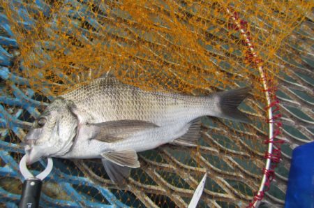 オリジナルメーカー海づり公園(市原市海づり施設) 釣果