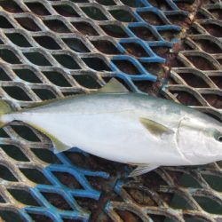 オリジナルメーカー海づり公園(市原市海づり施設) 釣果