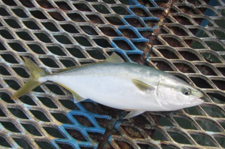 オリジナルメーカー海づり公園(市原市海づり施設) 釣果